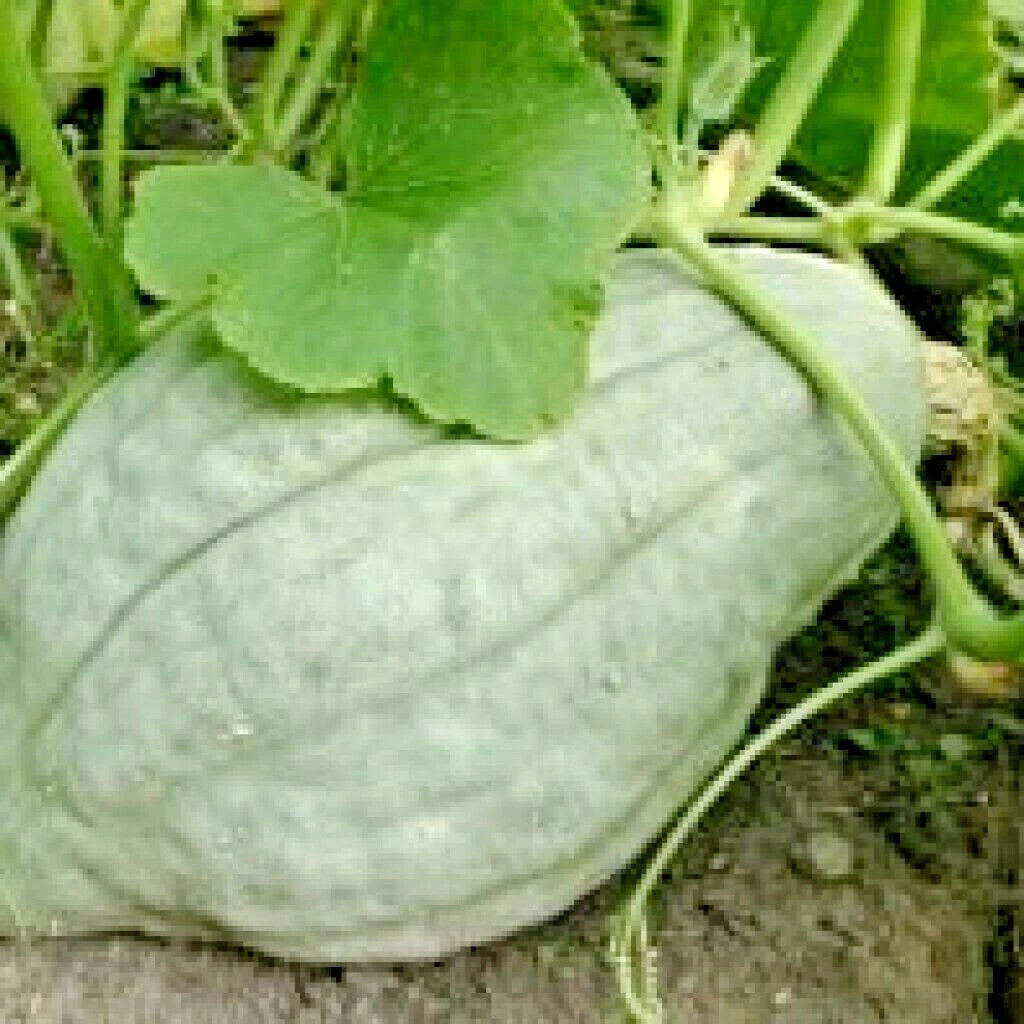 Blue Hubbard Winter Squash Seeds - 30+ Heirloom Seeds - Sweet Potato Flavor - Cucurbita maxima