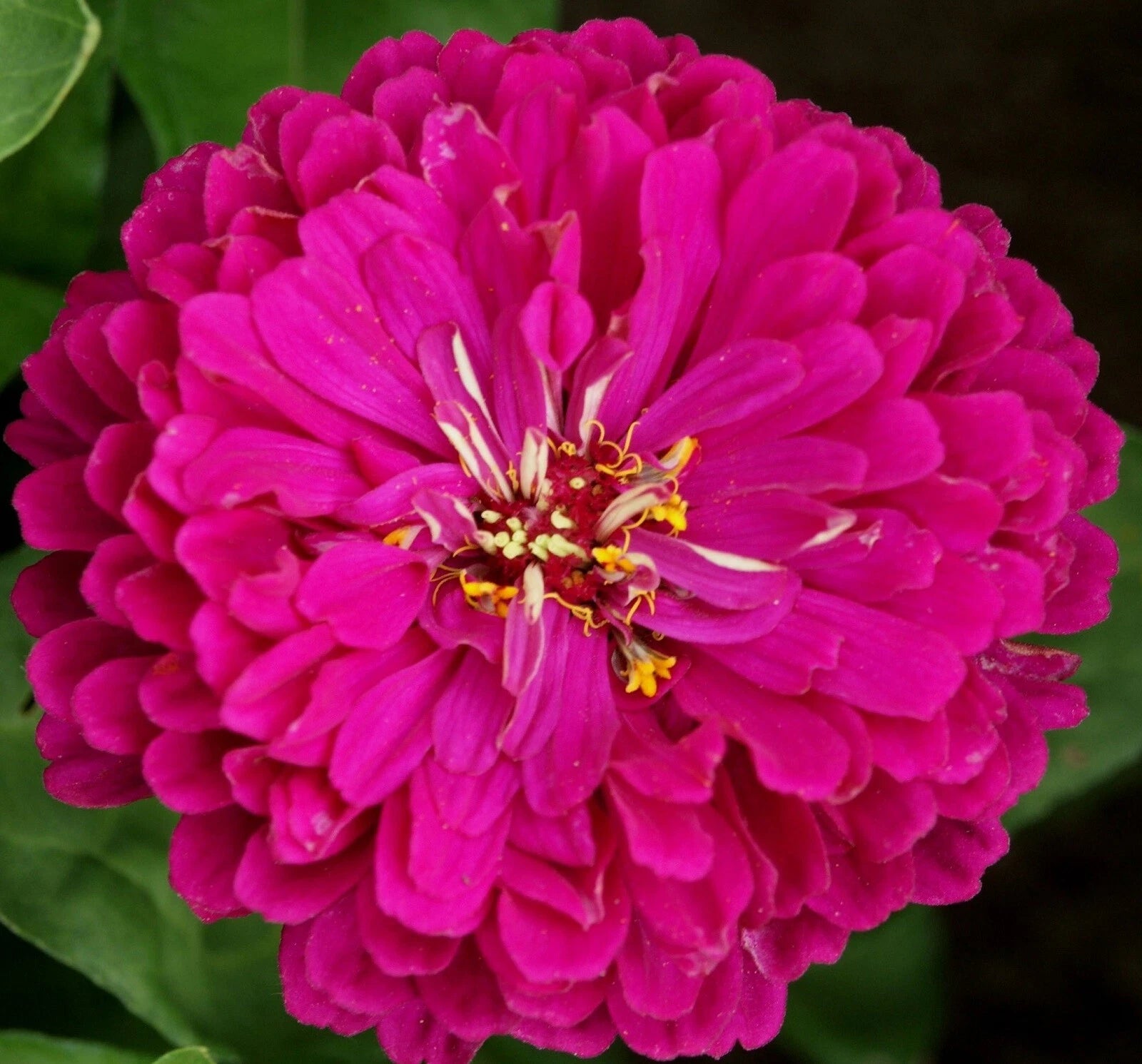 Purple Prince Zinnia Seeds - 100+ Non-GMO Seeds for Vibrant Garden - Zinnia elegans