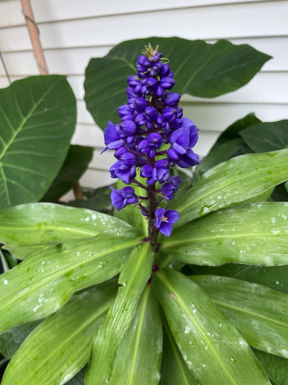 Blue Ginger Cutting Stock - 1 Single Hawaii Grown Dichorisandra thyrsiflora - Tropical Plant for Garden or Home Decor