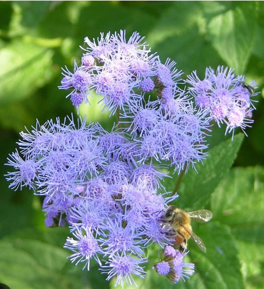 Blue Mistflower Seeds - 100+ Count - Wild Ageratum, Blue Boneset - Conoclinium coelestinum