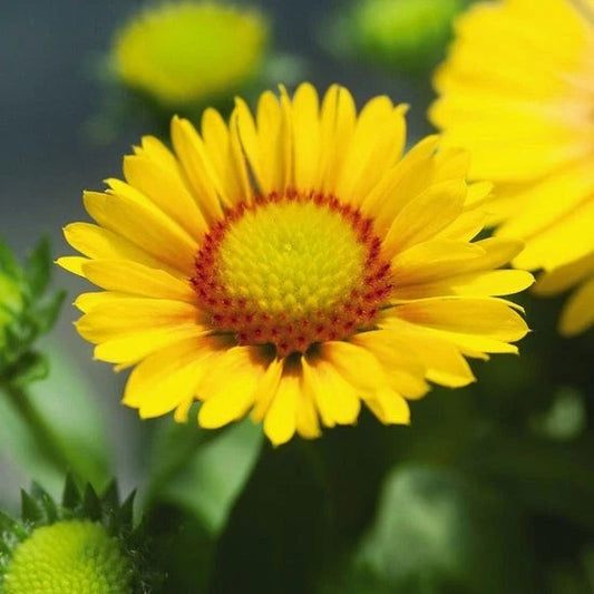 Gaillardia Seeds 75 Pack Arizona Apricot Beautiful Flowers (Gaillardia pulchella) Fresh Quality