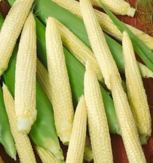 Japanese Hulless White Popcorn Seeds - 25+ Non-GMO Corn Seeds for Home Gardening - Zea mays