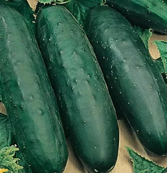 Marketmore 76 Cucumber Seeds - Organic Non-GMO Heirloom Seeds for Fresh Home Gardening - Cucumis sativus