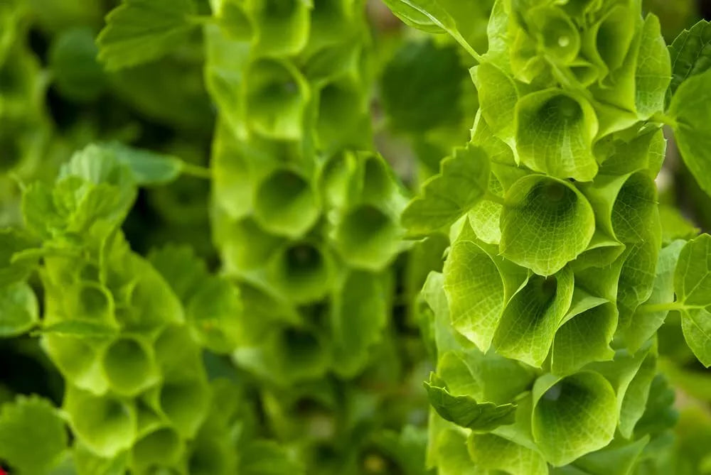 Bells of Ireland Flower Seeds - 30 Seeds - Rare Green Petals - Moluccella laevis - Unique Garden Blooms