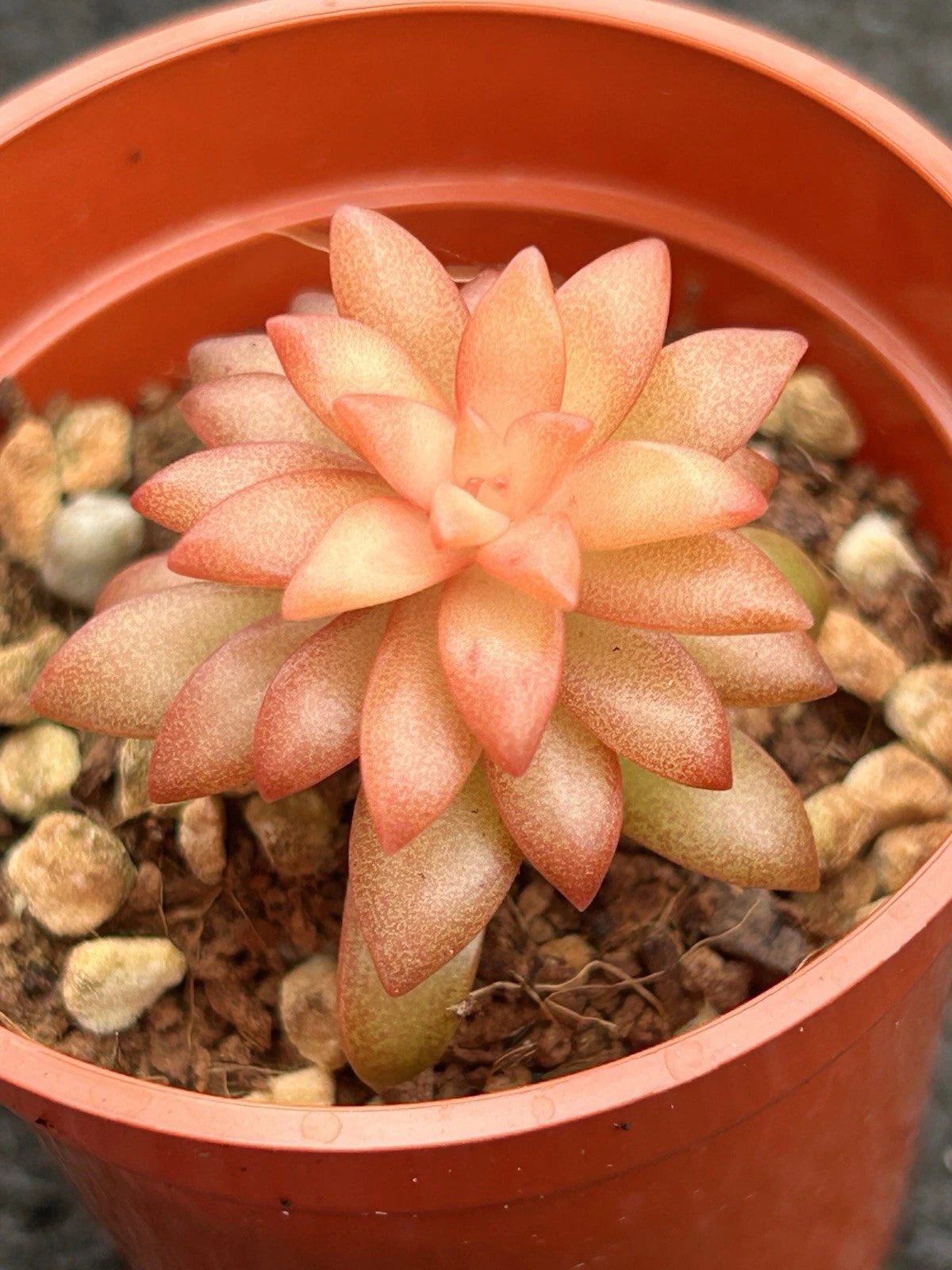 Live Succulent Plant | Sedum adolphii ‘Shooting Stars’ | Fully Rooted | Easy Care Indoor Plant