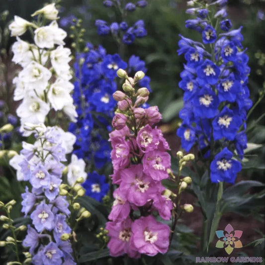 Magic Fountains Mix Delphinium Seeds - 200+ Seeds for Garden - Delphinium spp. - USA Grown, Free Shipping