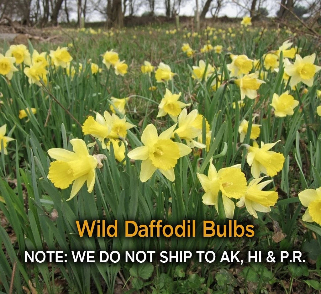 Wild Daffodil Bulbs - 25 Pack, Spring Blooms, Lent Lily, Narcissus pseudonarcissus, Zones 3–10