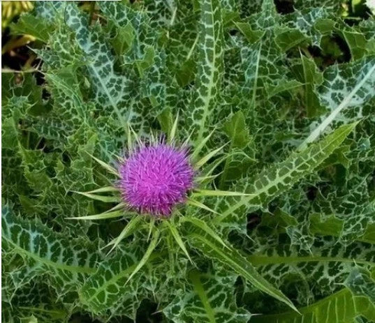 30+ Organic Milk Thistle Seeds, Blessed Milkthistle, Medicinal Herb (Silybum marianum)