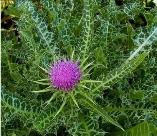 30+ Organic Milk Thistle Seeds, Blessed Milkthistle, Medicinal Herb (Silybum marianum)