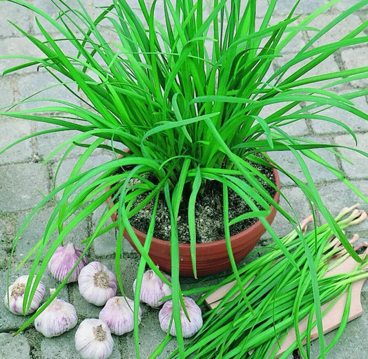50 Garlic Chive Seeds - Non-GMO Organic Herb for Culinary Gardens - Perennial Edible Plant (Allium tuberosum)