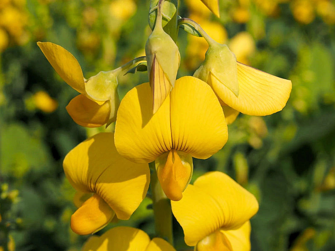 Crotalaria Spectabilis Seeds - 20 Bright Yellow Showy Rattlebox ...