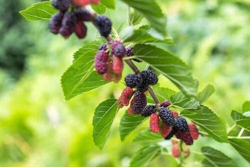 Dwarf Everbearing Mulberry Plant 4" Pot 6-10" Height, Morus nigra - Fast-growing fruit tree for wildlife and human consumption.