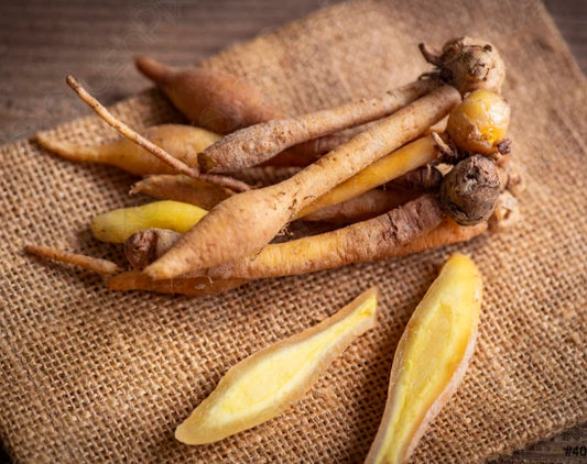 Finger Root Starter Plant 4-6 inches - Live Ginger Plant - Boesenbergia rotunda