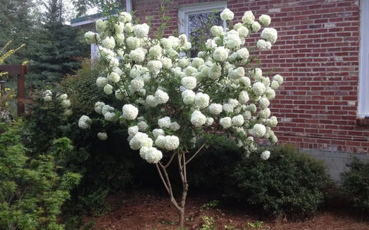 Chinese Snowball Seeds - 40 Pack - Fast Growing Viburnum ichangense - Flowering Shrub for Garden