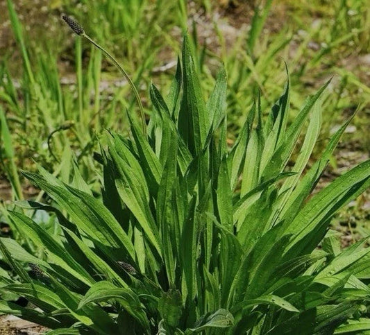 600 Plantain Seeds, Boston Variety, Non-GMO Herb Garden, Plantago lanceolata, USA Seller