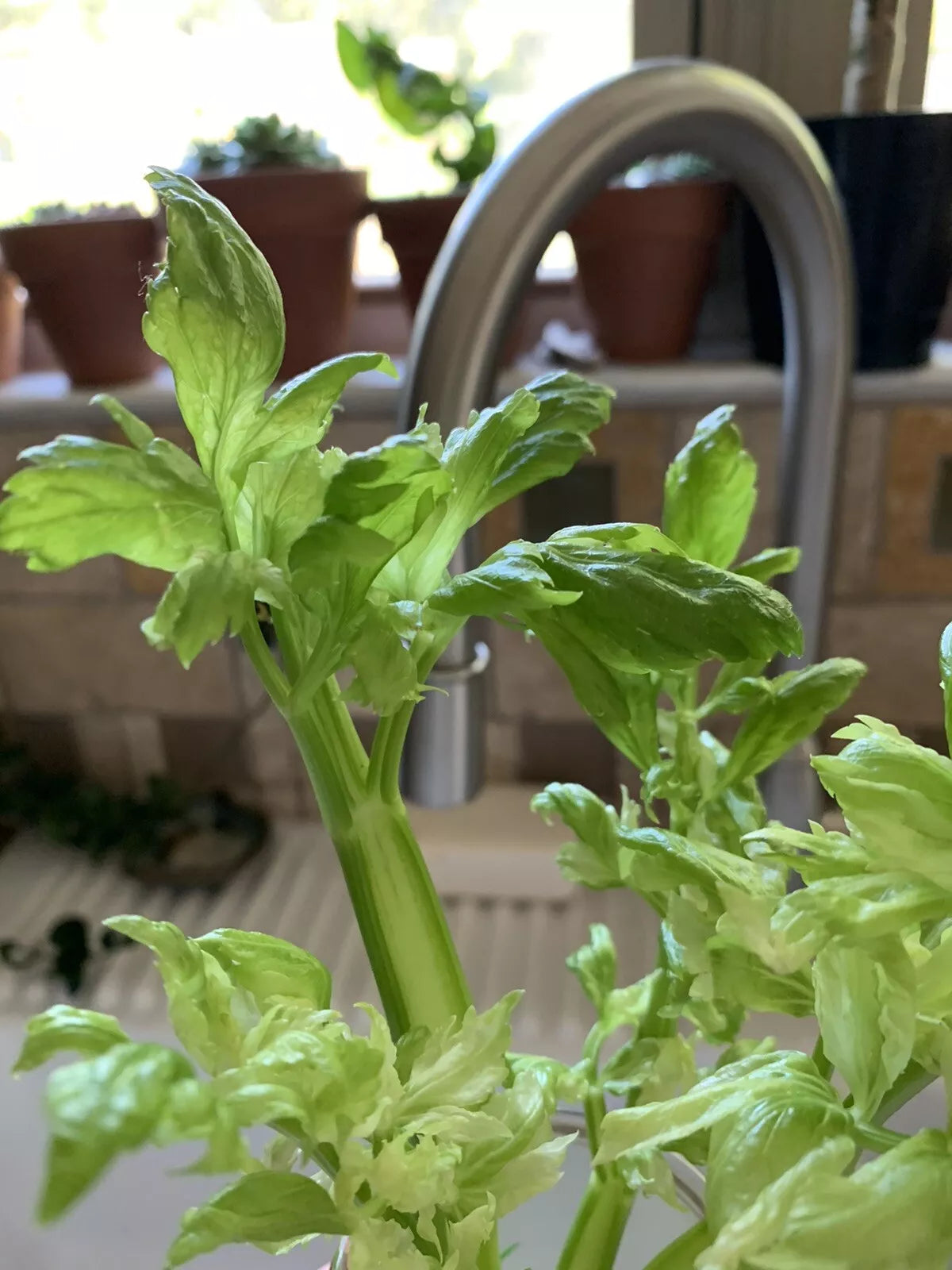 Celery Seeds - 100+ Heirloom Organic Non-GMO Microgreens - Apium graveolens