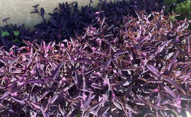 4"-8" Purple Wandering Tradescantia Pallida Purpurea Live Plants - 15 Count, Vibrant Purple Foliage, Easy to Grow