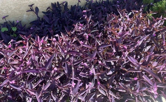 4"-8" Purple Wandering Tradescantia Pallida Purpurea Live Plants - 15 Count, Vibrant Purple Foliage, Easy to Grow