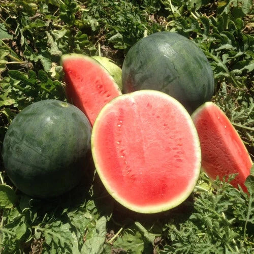 Belmont Watermelon Seeds - 50+ Pack for Garden Planting - Citrullus lanatus - USA Grown, Non-GMO
