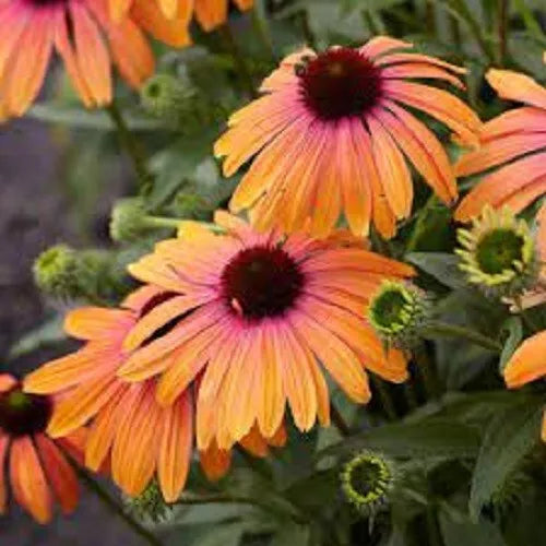 50 Sherbert Coneflower Seeds | Echinacea Perennial Flowers | Vibrant Blooming Varieties | Echinacea Purpurea Seeds
