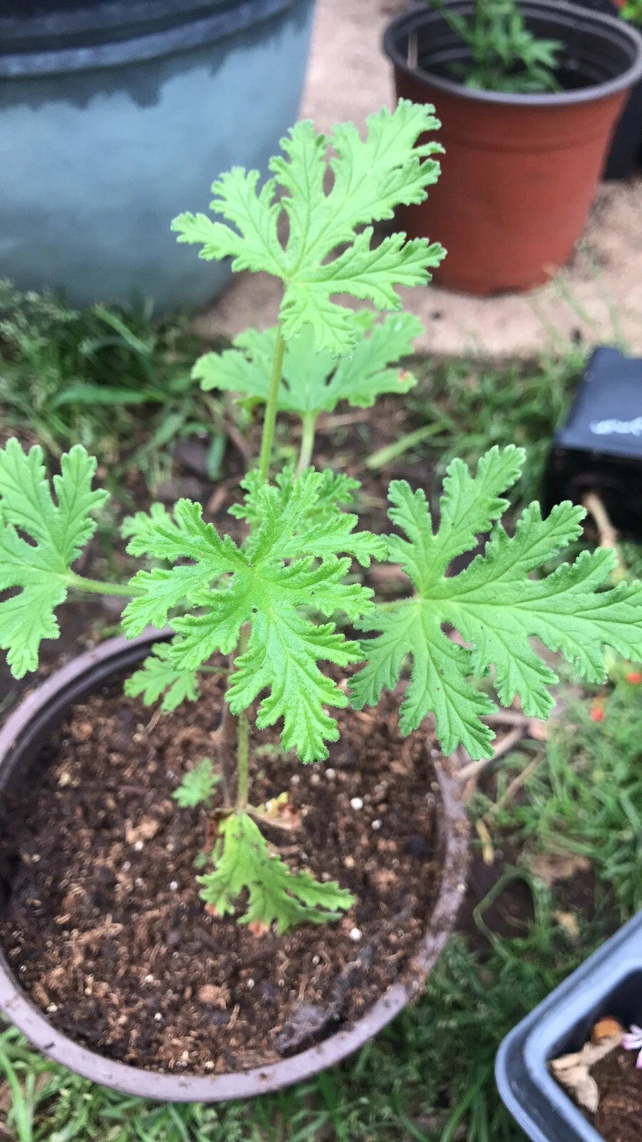 Citronella Geranium Live Plant - Scented, Aromatic - Pelargonium 'Citrosum' - 4-Inch Pot