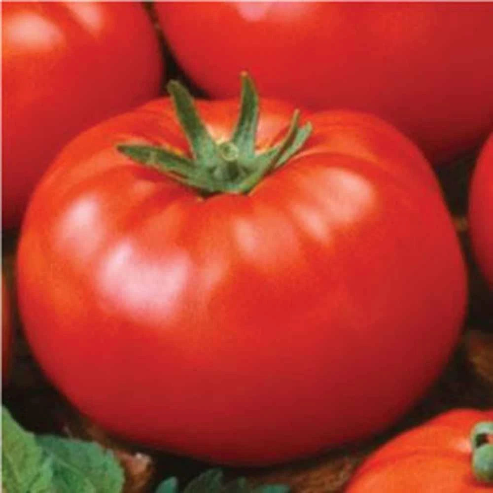 Ace 55 Tomato Seeds - Heirloom Variety, 500 Non-GMO Seeds - Perfect for Home Gardening - Solanum lycopersicum