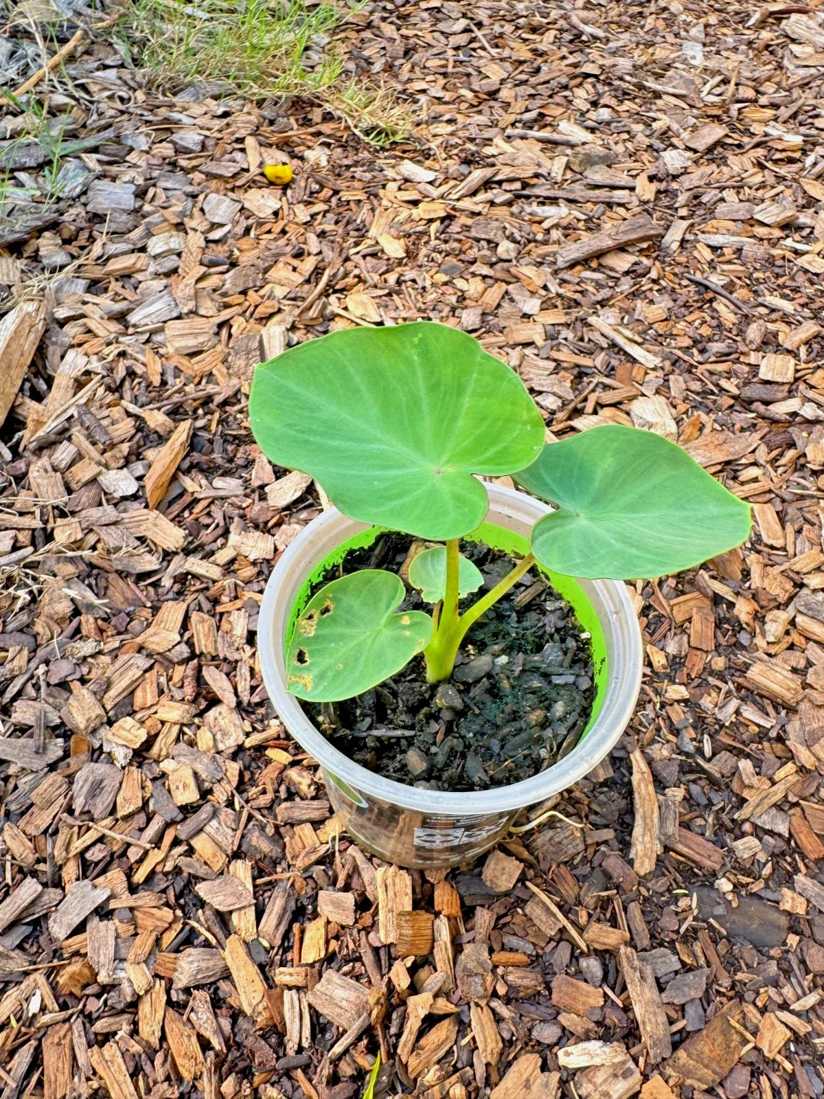 Taro Plant in Pot - Edible Root & Tropical Foliage Starter Plant - Colocasia esculenta