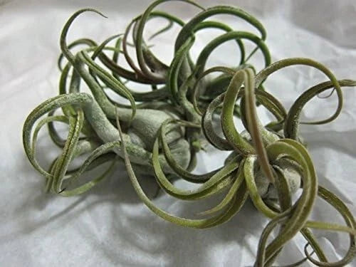 5 Pack Caput Medusae Air Plants - Exotic Low Maintenance Tillandsia - Unique Indoor Plant Decor
