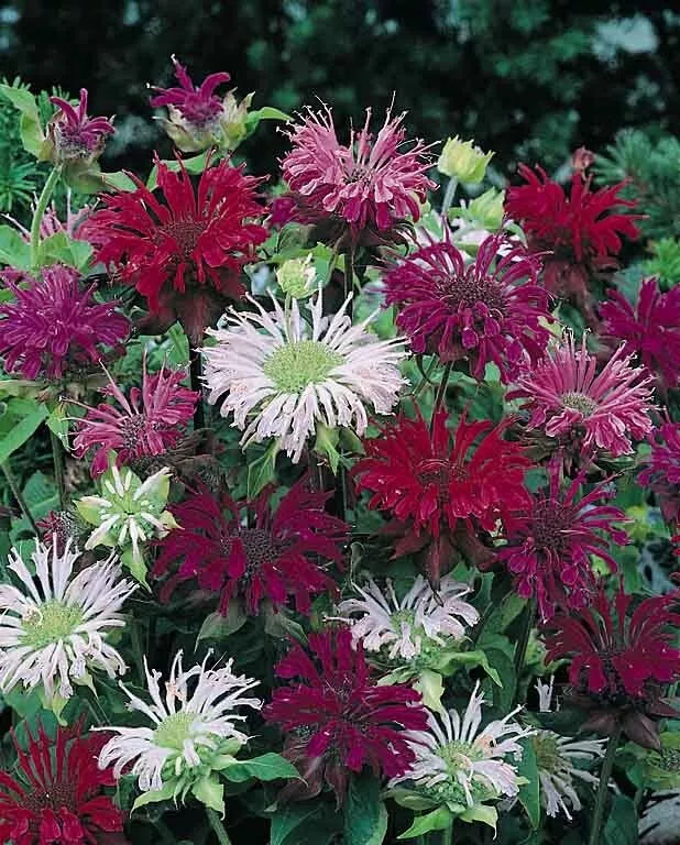 Bee Balm Seeds - 100 Count Panorama Mix - Hummingbird Flower - Monarda didyma (1329)