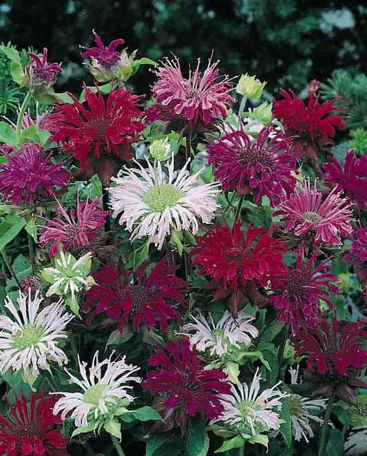 Bee Balm Seeds - 100 Count Panorama Mix - Hummingbird Flower - Monarda didyma (1329)
