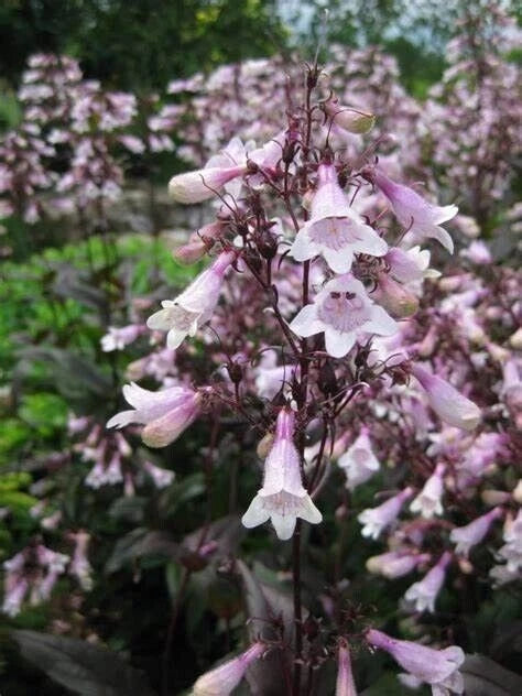 Penstemon Seeds, 20 Perennial 'Mystica', Pollinator Friendly, Penstemon digitalis
