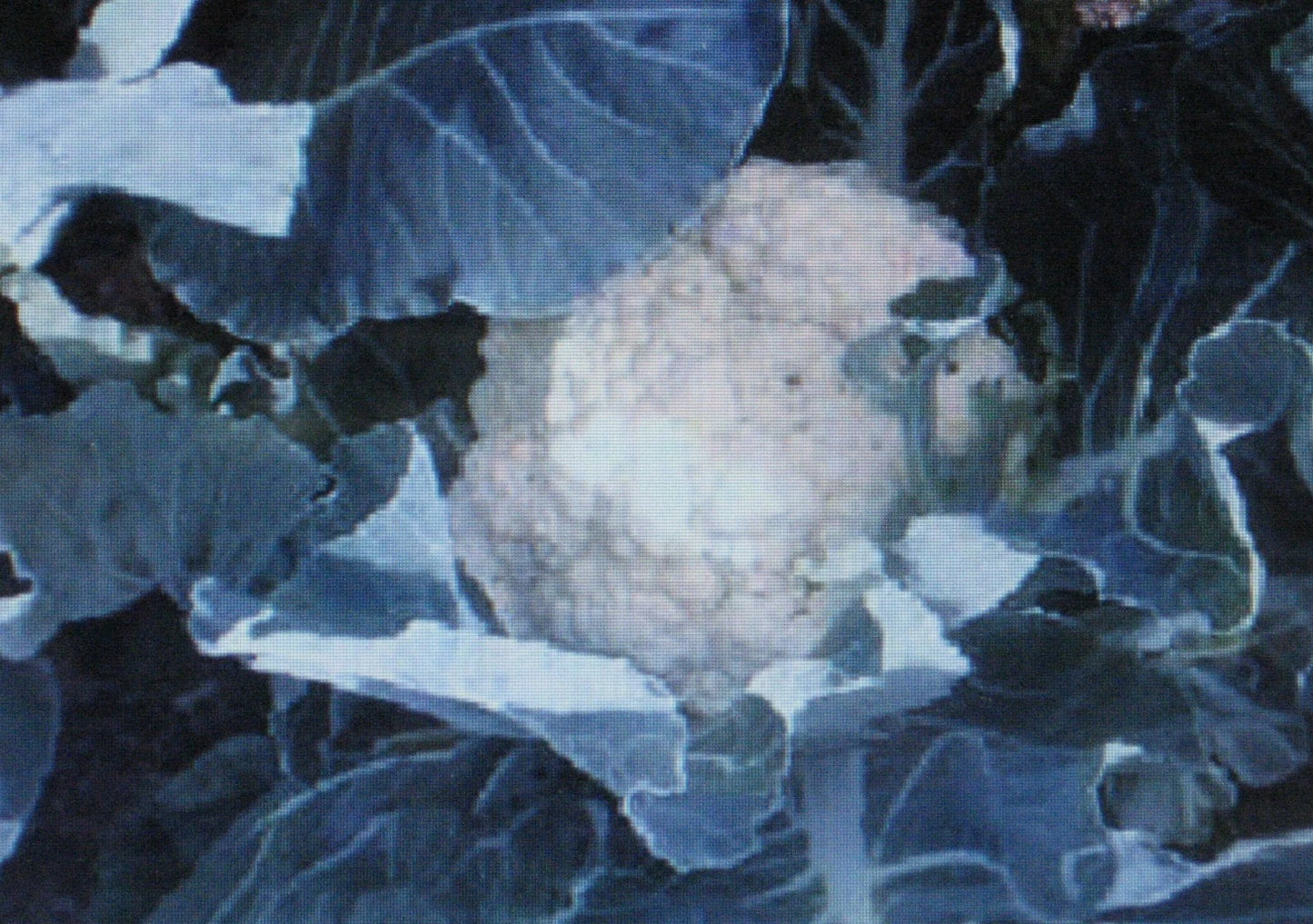 Cauliflower Seeds - Self Blanche Variety - 50 Seeds for Large Heads - Brassica oleracea