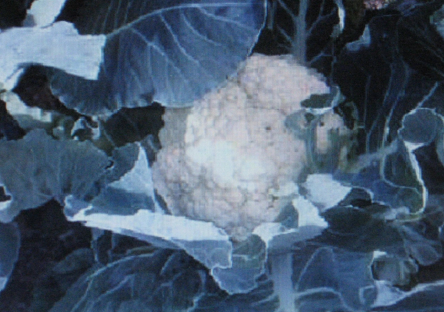 Cauliflower Seeds - Self Blanche Variety - 50 Seeds for Large Heads - Brassica oleracea