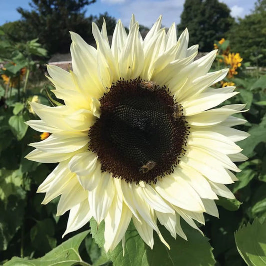 Italian White Sunflower Seeds - 50 Fresh Seeds - Helianthus annuus - Perfect for Gardens and Floral Arrangements