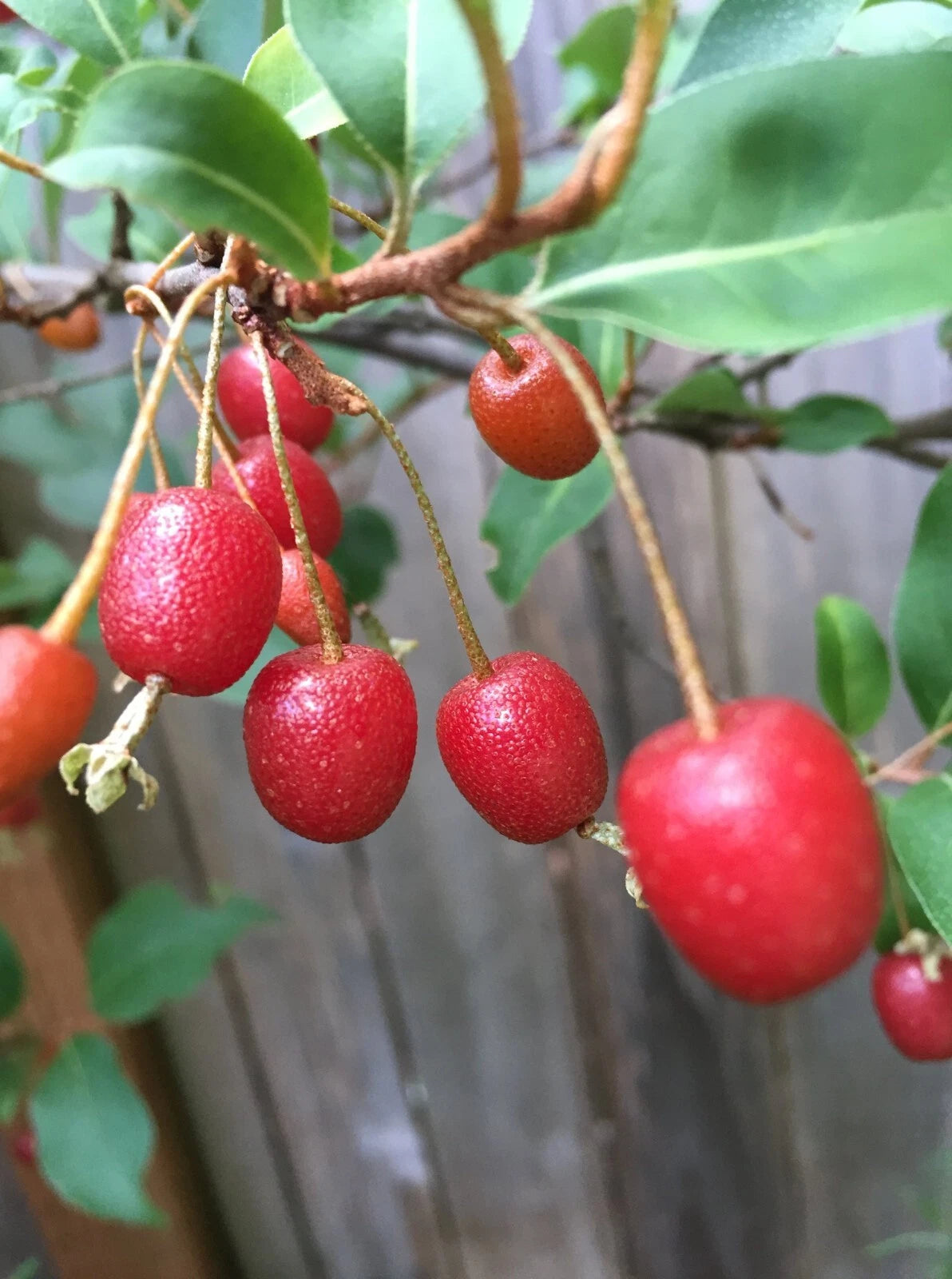 Goumi Tree Cuttings - Edible Red Fruits, Nitrogen Fixing, Cold Hardy, Deciduous, Elaeagnus multiflora