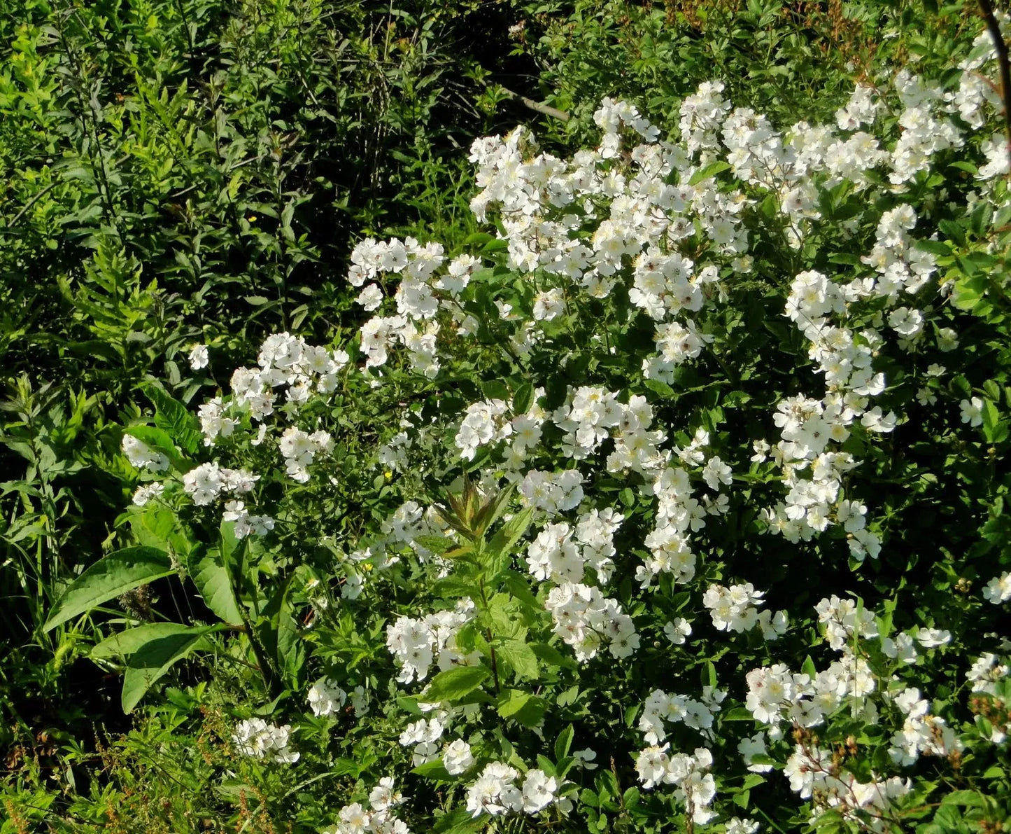 Multiflora Rose Bush Starter Plant Bare Root 6-12 Inches Rosa Multiflora