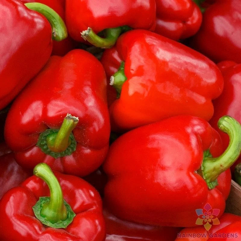 Big Red Bell Sweet Pepper Seeds - 25+ Pack - Capsicum annuum - Ideal for Garden Planting - USA Grown