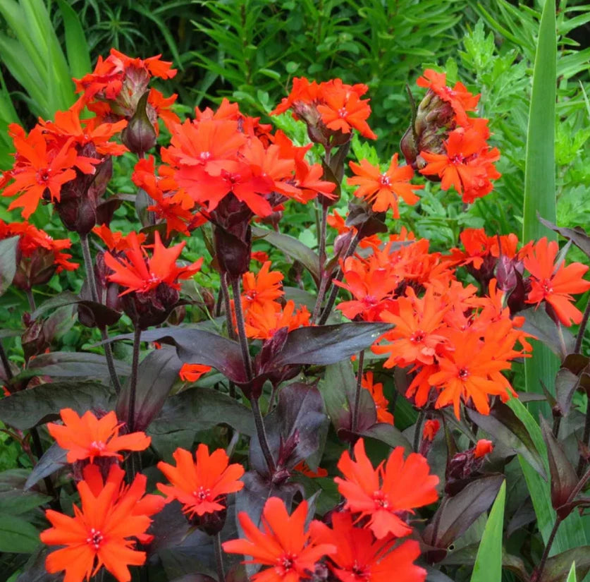 Arkwright's Campion Seeds - Vesuvius Perennial Non-GMO for Hummingbirds - 100 Seeds (Silene arkwrightii)