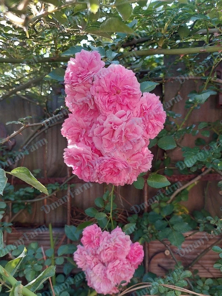 Seven Sisters Pink Rose Rambler Bare Root Live Plant, Two (2) Over One Year Old - Rosa multiflora