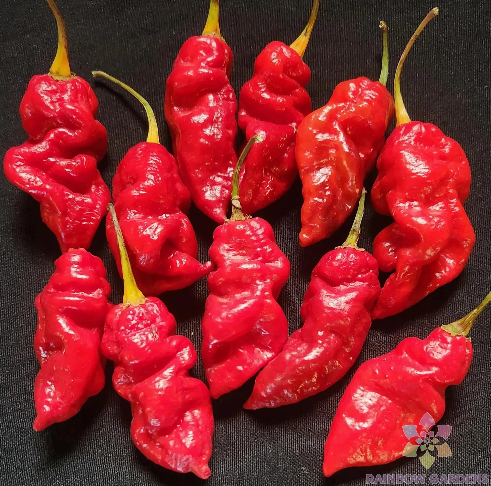 Spanish Naga Hot Pepper Seeds - 25+ Pack for Garden Planting - Capsicum ...