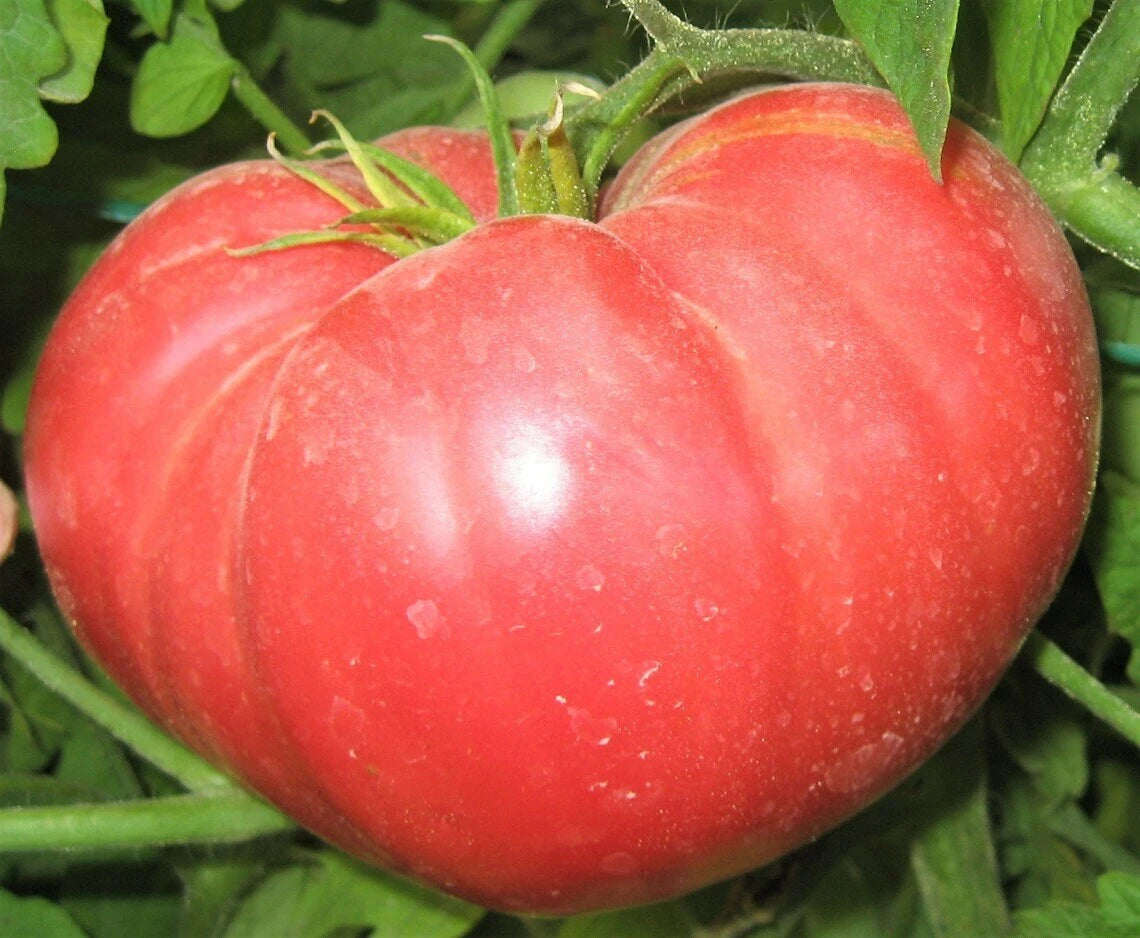 Beefsteak Tomato Seeds | NON-GMO Heirloom | Fresh Vegetable Seeds | Solanum lycopersicum