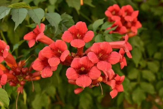 25 Red Trumpet Creeper Vine Seeds - Hummingbird Bush - Non-GMO - Campsis radicans