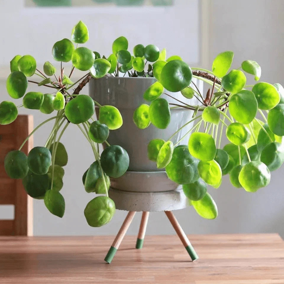 Pilea Peperomioides Live Plant - Chinese Money Plant Starter | Rooted Indoor Houseplant