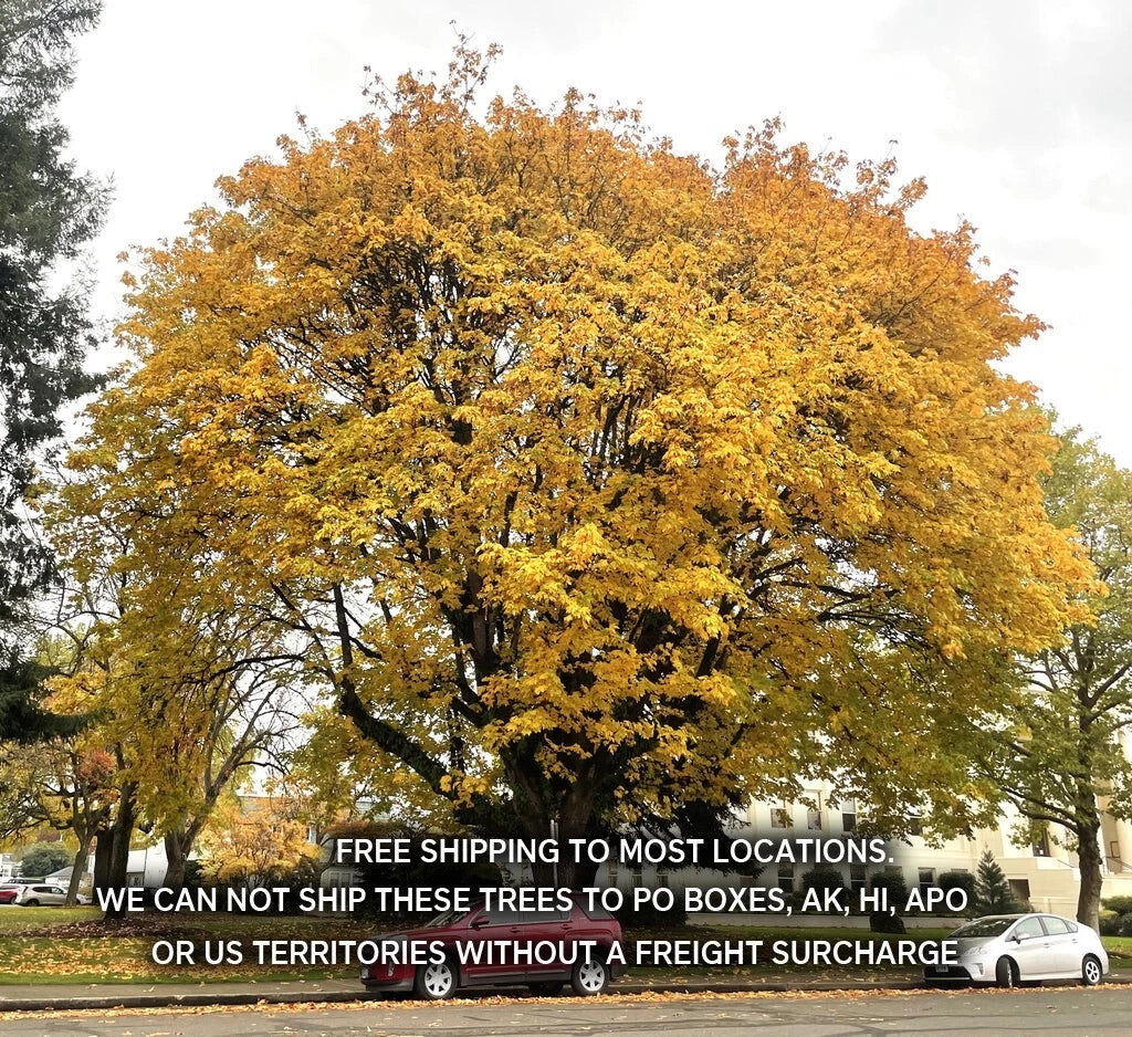 Big Leaf Maple Live Plant 12-24" Bare Root Seedlings Acer Macrophyllum