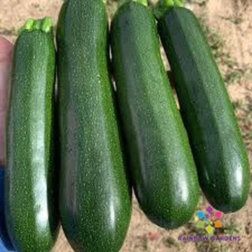 25+ Triumph Cucumber Seeds - Heirloom Variety for Garden Planting - Cucumis sativus - USA - Fast Germination