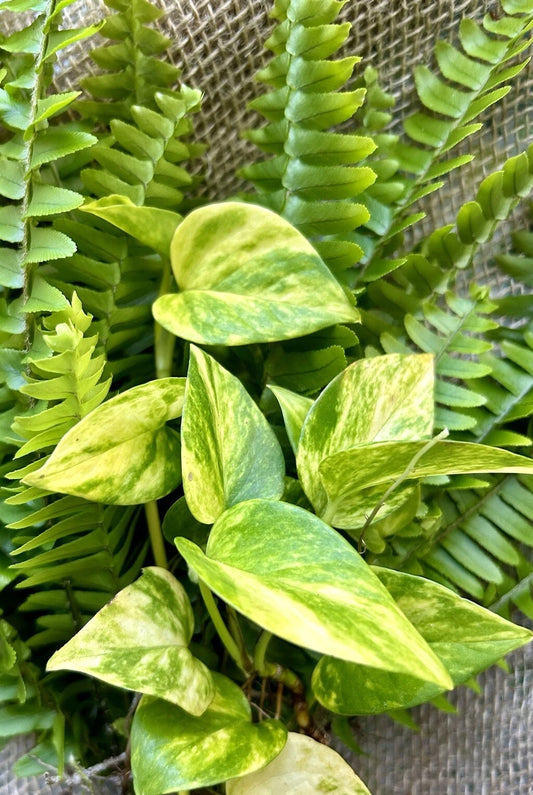 20 Rooted Plant Cuttings - Pothos & Ferns - Indoor Houseplants for Easy Care - Epipremnum aureum & Various Ferns