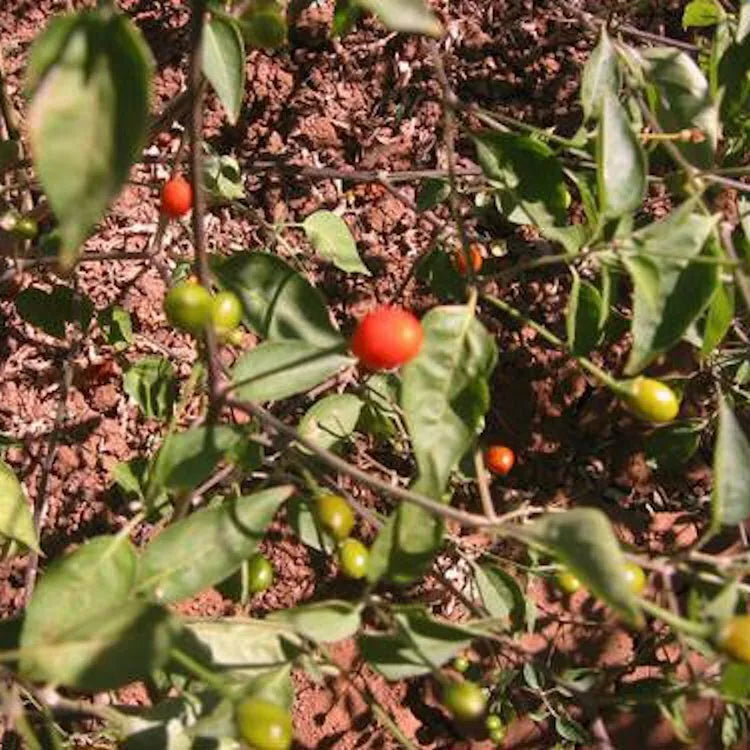 Chiltepin Pepper Seeds - 25 Non-GMO Seeds - Heirloom Variety - Capsicum annuum - USA Seller