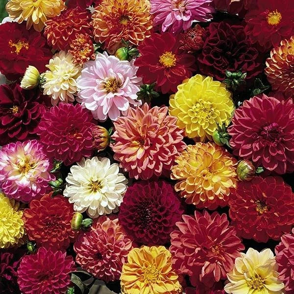 25 Double Extreme Dahlia Seeds - Perennial Flower Seeds for Vibrant Blooms - Dahlia spp.