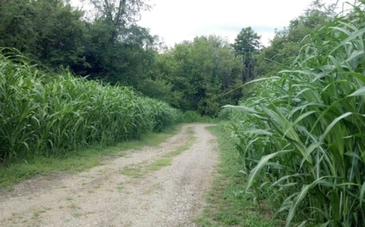Egyptian Wheat Seeds for Planting - 10 Feet Tall - Versatile Chicken Corn - Sorghum bicolor