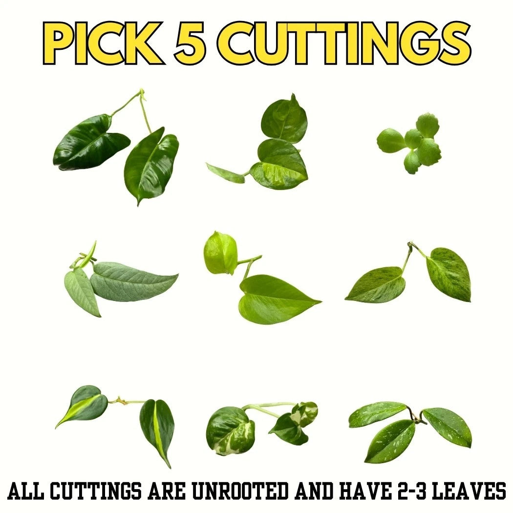 Bundle of 5 Unrooted Plant Cuttings - Philodendron, Pothos, Hoya Varieties - Indoor Plants for Propagation